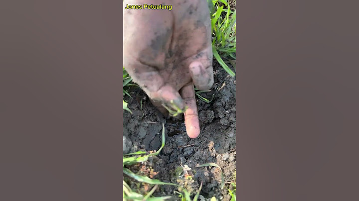 Berburu tangkap belut babon di lubang tanah rawa-rawa@jonespetualang