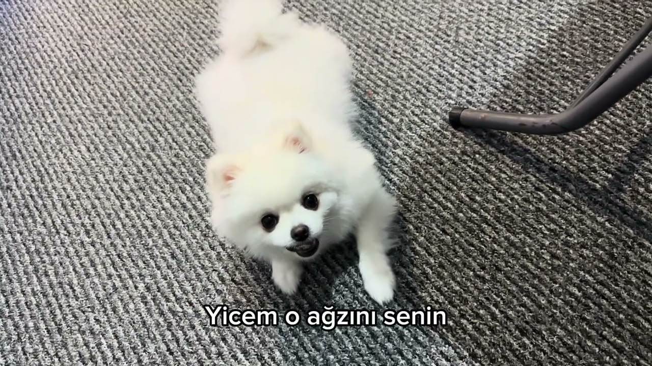 Molly çok tatlı yaaa