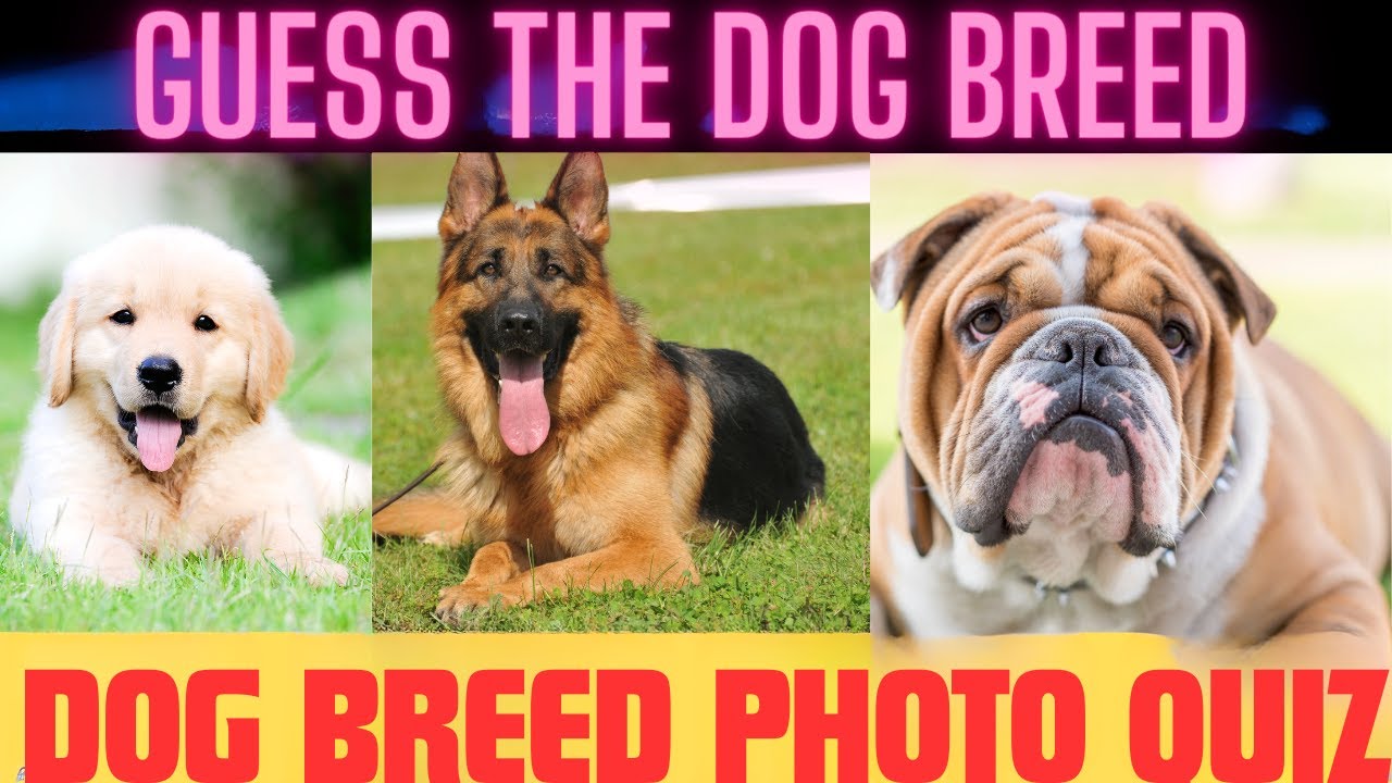 Ultimate dog lover quiz challenge! Guess the breed in 3 sec 🐶🦮🐩🐕‍🦺 II