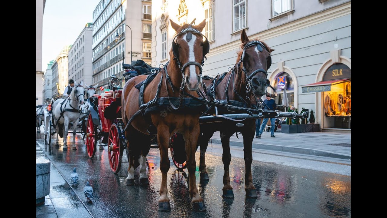 Vienna Conu Ride Carriage Ride through Christmas Vienna. 2025. В карете по Вене. Фиакры ...