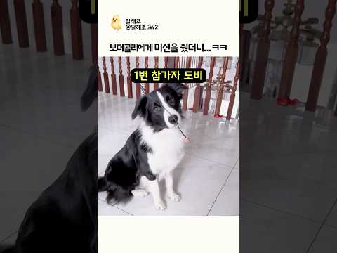 보더콜리에게 미션을 줬더니…ㅋㅋ thumbnail