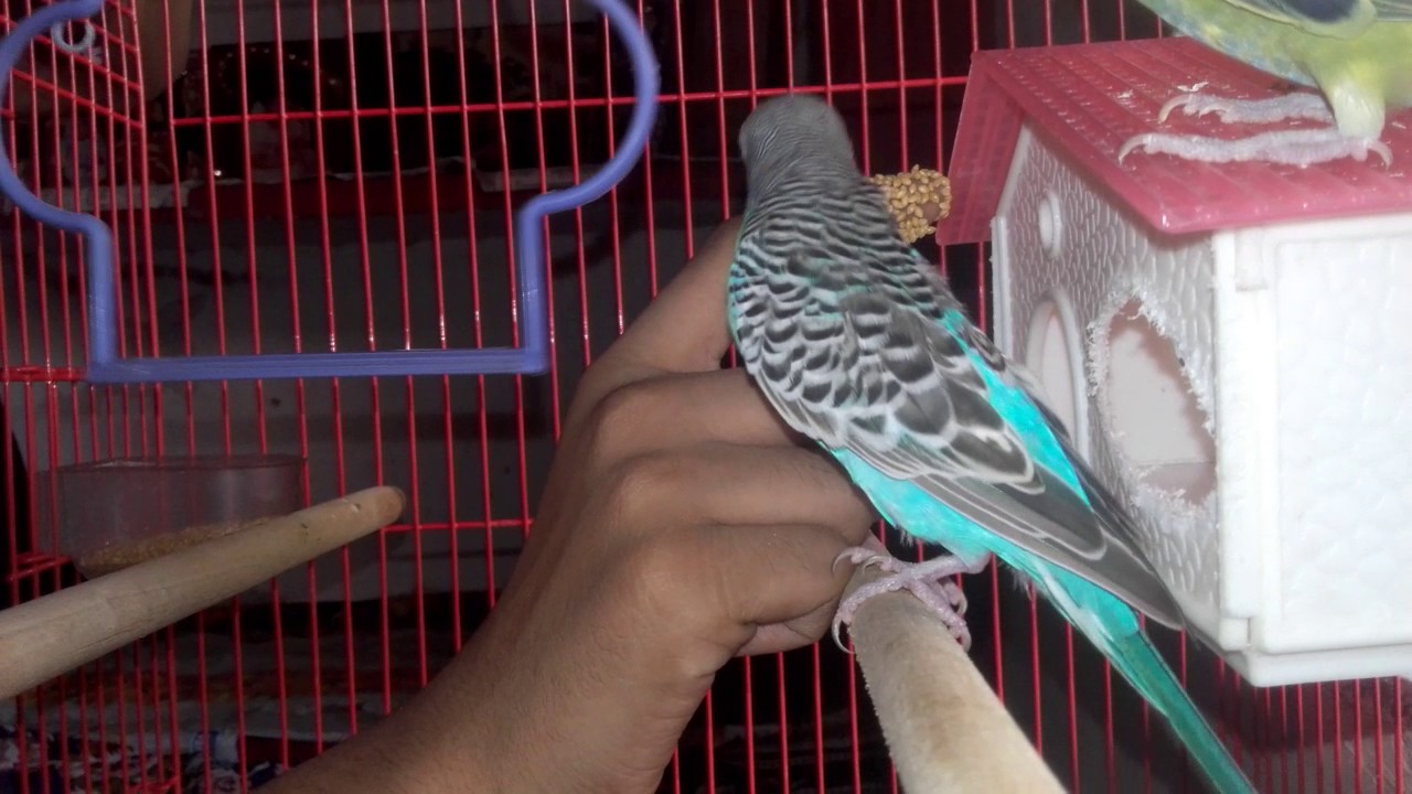 How Budgie bird eating food from my hand so cute