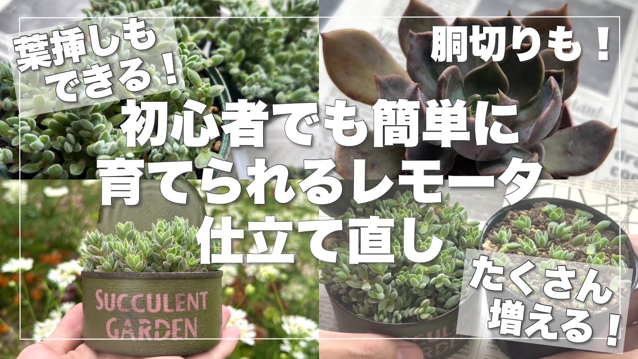 マロニエラポ カット苗 マロニエラポ カット苗 マロニエラポ カット苗