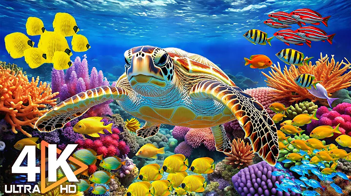 4K Marine Life Wonders | Discover Beautiful Sea Animals in Aquarium with Relaxing Music #11