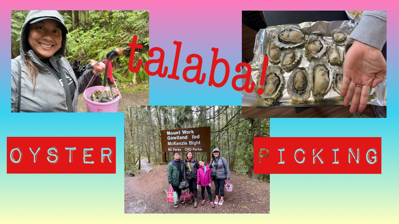 Oyster Picking-(Vancouver Island) BC, Canada🇨🇦#oysterPicking #oyster #