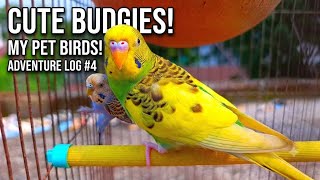 Budgie Care &amp; Breeding Tips🦜🦜#budgie #birds #parrot #cute #pets #love 