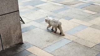 I Rescued a 6-Year-Old Stray Cat Who Weighed Only 1.5 kg—3 Months Later, He Became an Angel