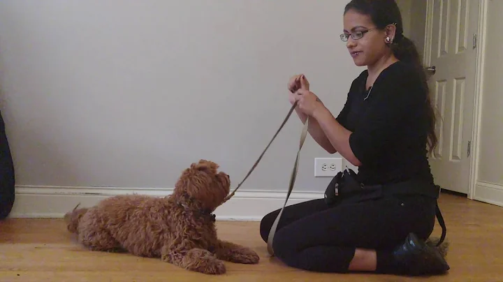 Dog Training with Arelys Jimenez