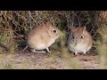 Elephant Shrews Dancing In The Morning Sun 