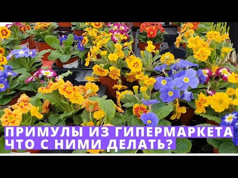 Примула уход в домашних условиях после покупки