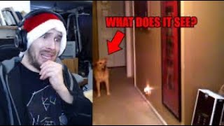 Cats and Dogs That Saw Something Their Owners Couldn't See Reaction Ep 1
