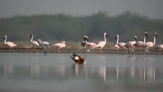 Lesser Flamingo 2 -- DSC 6760
