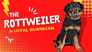 7. Rottweiler - A loyal guardian