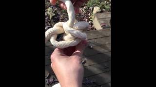 How to tie a 3-strand Matthew Walker Knot