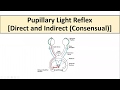 Pupillary Light Reflex