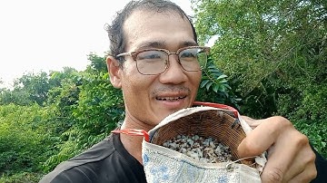 Câu cá rô đồng,trở lợi khu rừng AMAZON săn thủy quái.Trung Miền Tây.T143