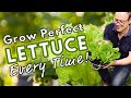 How To Grow Perfect Lettuce Every Time! 🥬