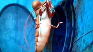 Buck The Weasel Vs Don Lino The Shark