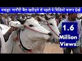 नागौरी बैल की कीमत सुने खरीददारों से Nagauri Ox Market Price In Nagaur Mela 2019