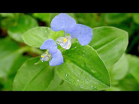 Herbal Plant | Secret Health Benefits of Commelina Benghalensis