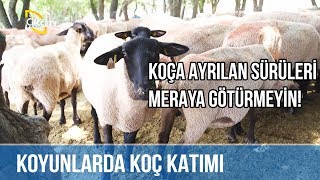 Koça Ayrılan Sürüleri Meraya Ürmeyin Balıkesir -Koyuncu