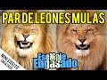 Par de Leones Mulas