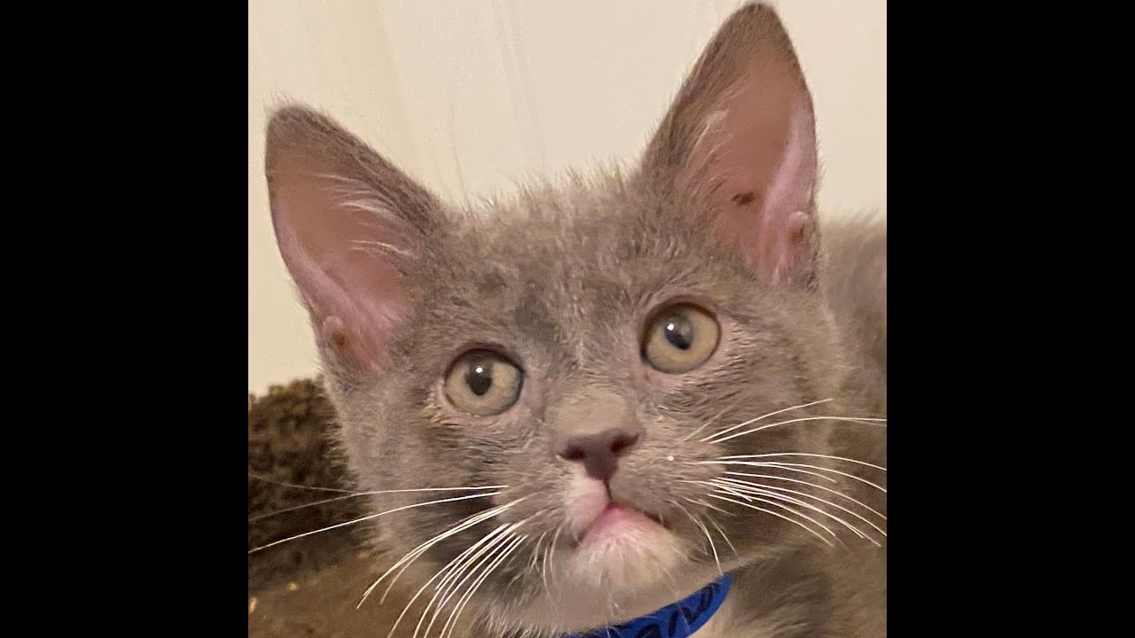 Casanova an Adoptable Male Domestic Shorthair kitten YouTube