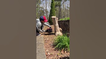 Remove stump! # short #shortvideo