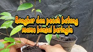 pecah batang untuk program akar beringin