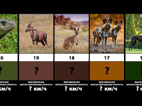 ТОП-20 Самых быстрых живых существ на планете