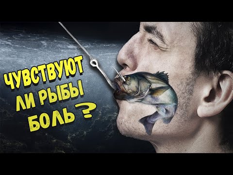 Видео: Чувствуют ли рыбы боль?