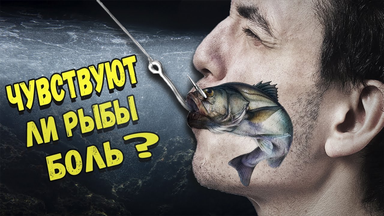 Рыба страдает. Рыбы не чувствуют боли. Что чувствуют рыбы. Испытывают ли рыбы боль.