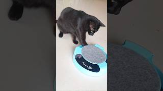 Black Cat Playing