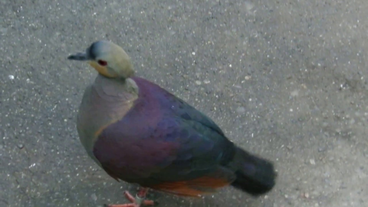 放し飼いのカンムリウズラバト Crested Quail Dove 13 14 Youtube