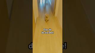 Doo do do!❤️#doglife #dog #dachshund #puppy