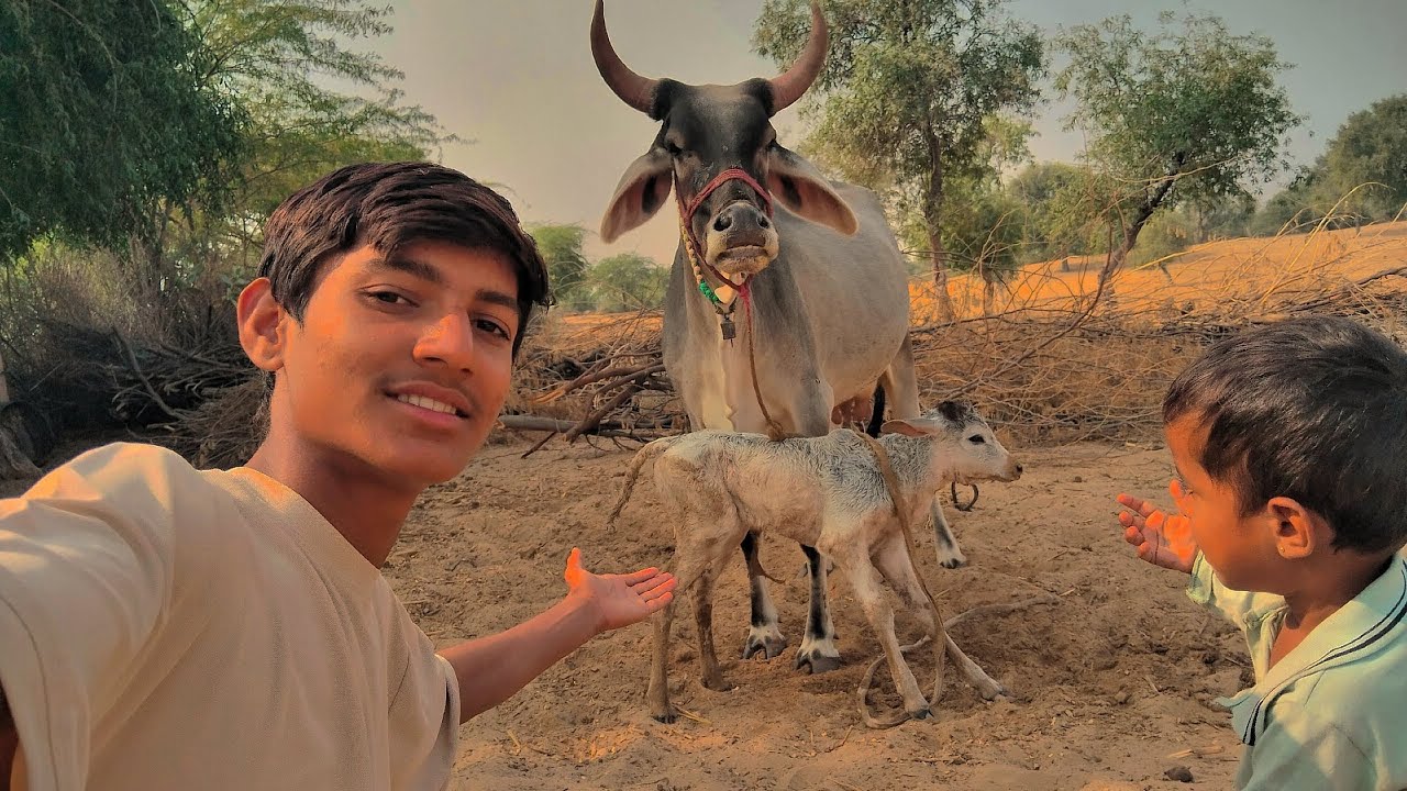 Aaj Cow aur Goat dono ek sath Delivered - Double Happiness!