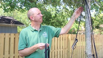 Staking and Guying Landscape Trees