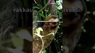 Uskomattomia Faktoja Eläimistä, Joita Et Tiennyt