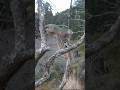 【いなか猫、過去動画の切り抜き（154）】 #いなか猫 ＃キジトラ猫＃shorts