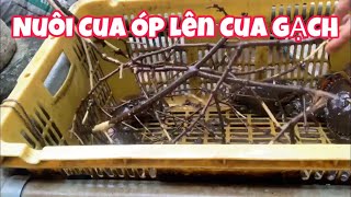 Chia sẻ kinh nghiệm nuôi cua óp lên gạch, lên gạch nhanh và cua ngon | Nhiệm Nguyễn