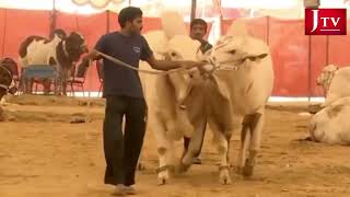 Mandi 2022 latest video | Karachi cattle market 2022 | bakra mandi | cow mandi  jtv official