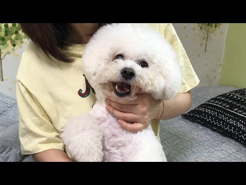 강아지가 가족을 사랑하는 방법