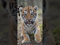 Just a little tiger cub, being impossibly cute! 😍🐅  Watch till the end for a dose of pure adorablene
