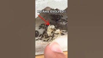My Ants EVOLVED!!