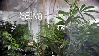 Know new weed words