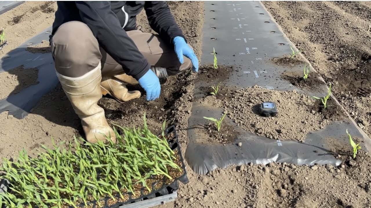 トウモロコシ栽培/農家が教える低温から守る苗の植え方【前編】21/3/11