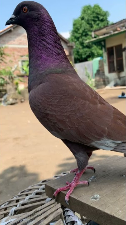 Tiktok merpati | Nama burung WETAN viral #viral #tiktokmerpati #merpati #shorts #merpatirumahan