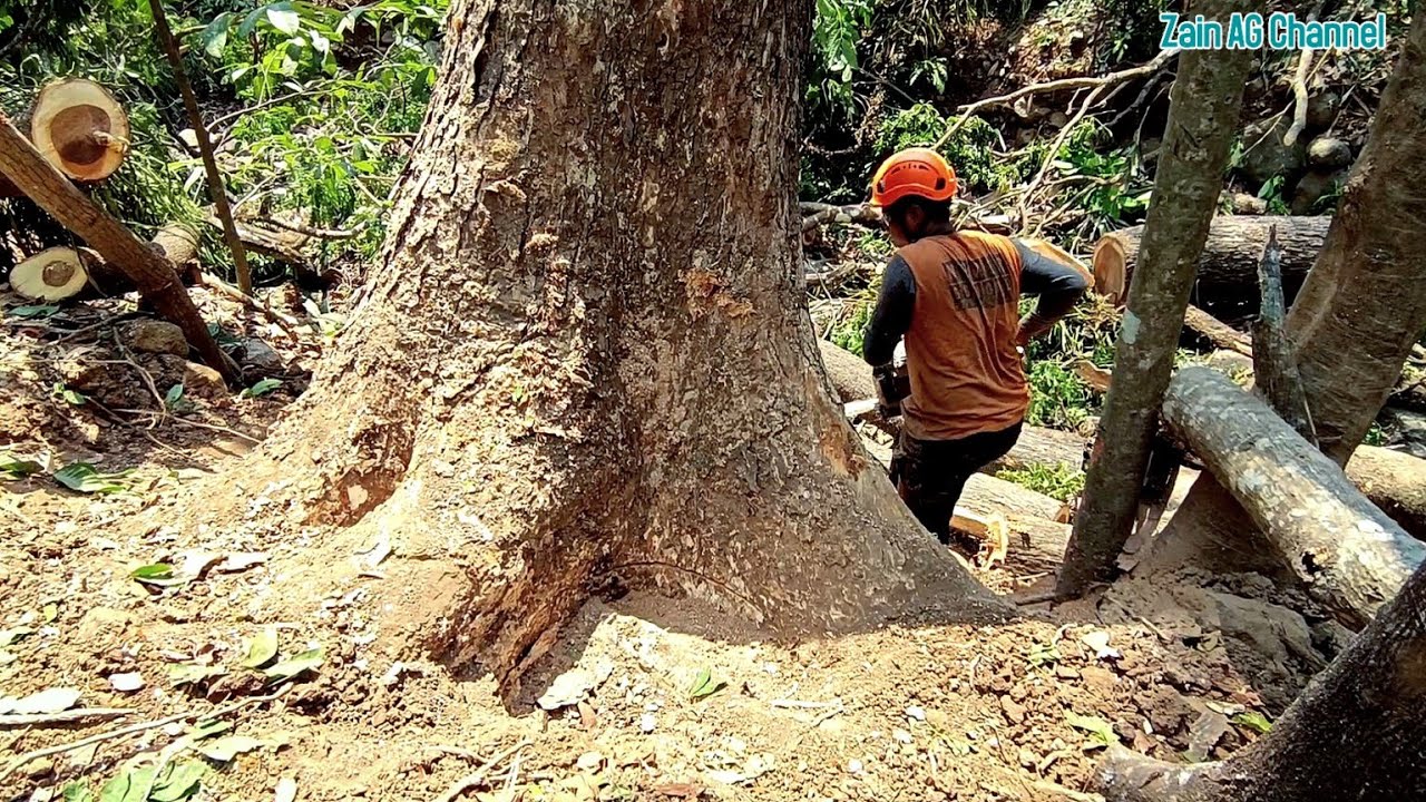 amazingly great..‼️ old rain tree by the river - stihl ms 881 chainsaw ...