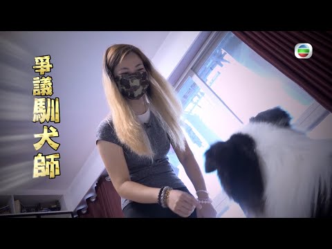 東張西望｜粗暴馴狗｜遭學員質疑｜爭議馴狗師｜虐狗疑雲