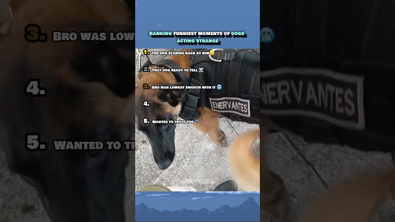 Funniest moments of strange dogs🤣 